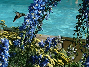 Nonprofit guests of the Antlers at Vail will enjoy spring in Vail, Colorado, including flowers in bloom around the hotel’s year-round outdoor swimming pool.