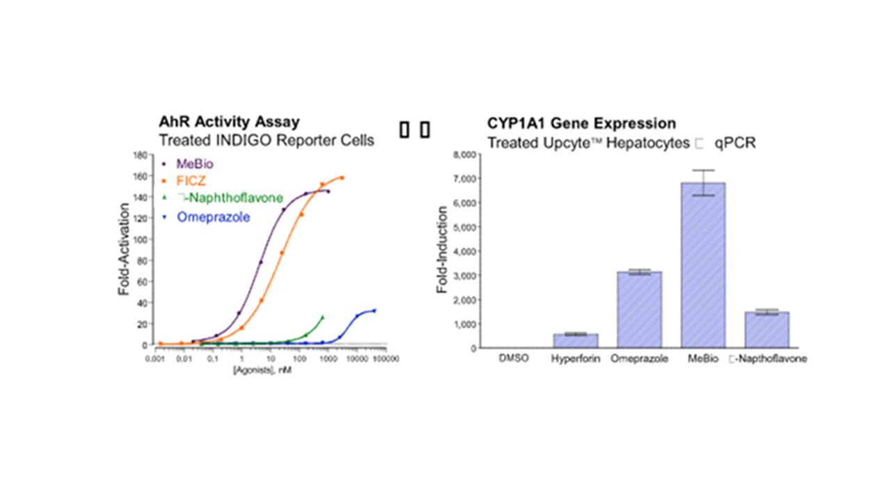 AhR Activity and CYP1A1 Gene Expression