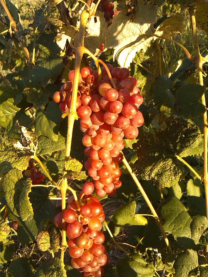 Catawba grapes are among those that grow best in the rocky, hilly, humid climate of the Great Valley of East Tennessee.