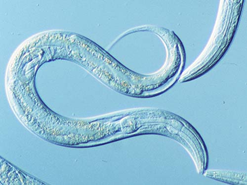 Tiny, transparent nematodes have a high degree of genetic and neurophysiological similarity to humans.