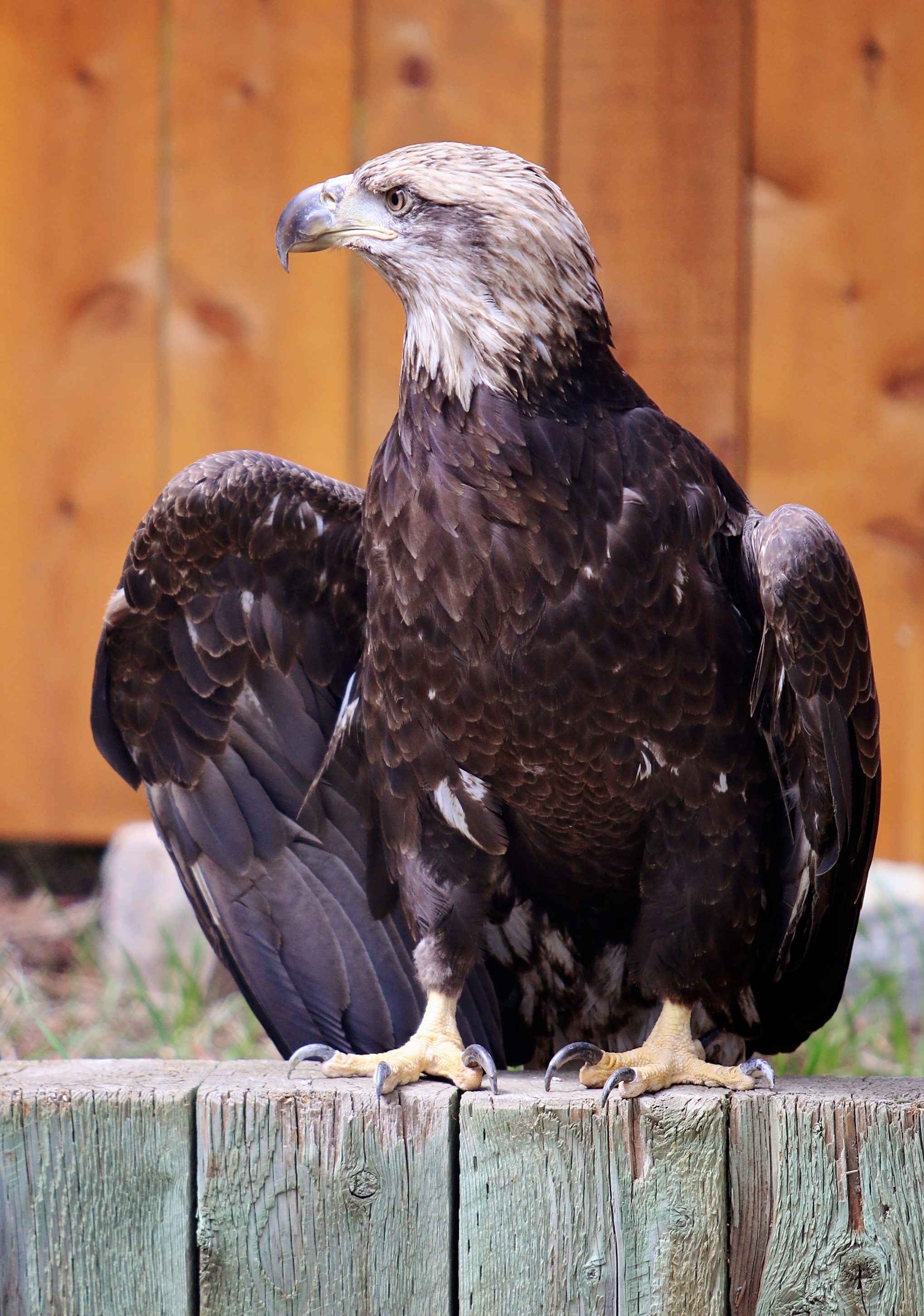 Center of the West's new raptor resident, a young bald eagle