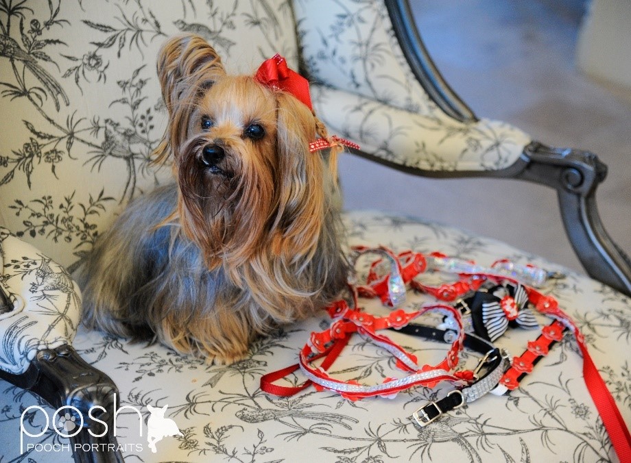 Made in Los Altos specialty dog collars sold at Enchante Boutique Hotel