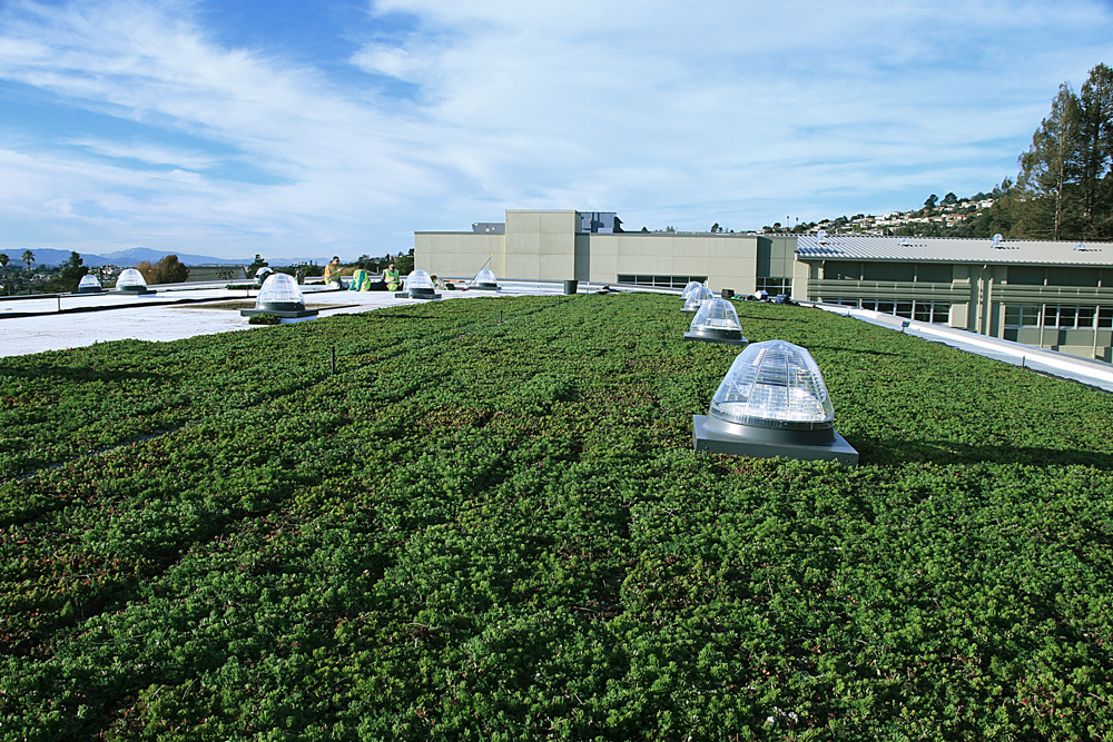 Korematsu Middle School's Living Roof Helps Capture Carbon and Reduce Air Polution