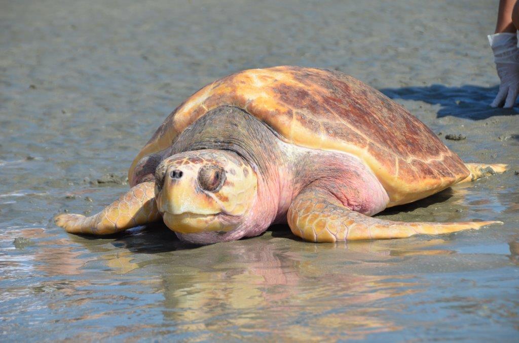 South Carolina Aquarium Turtle Trek 5K Run to Benefit Threatened and ...