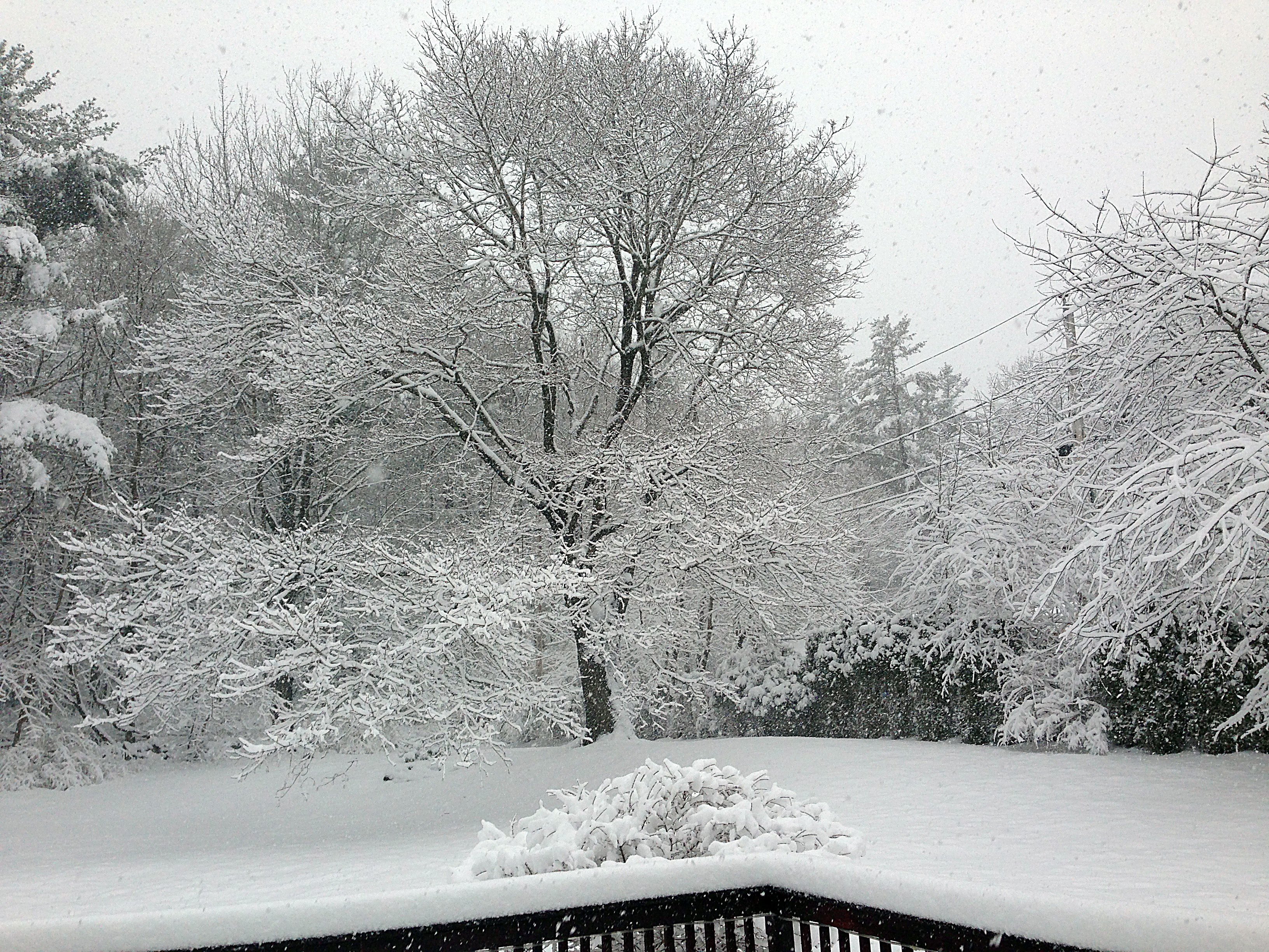 This could be the scene of a winter wonderland postcard but it's actually the view of the backyard in winter at the Almost Home Inn bed-and-breakfast in Ogunquit, Maine.