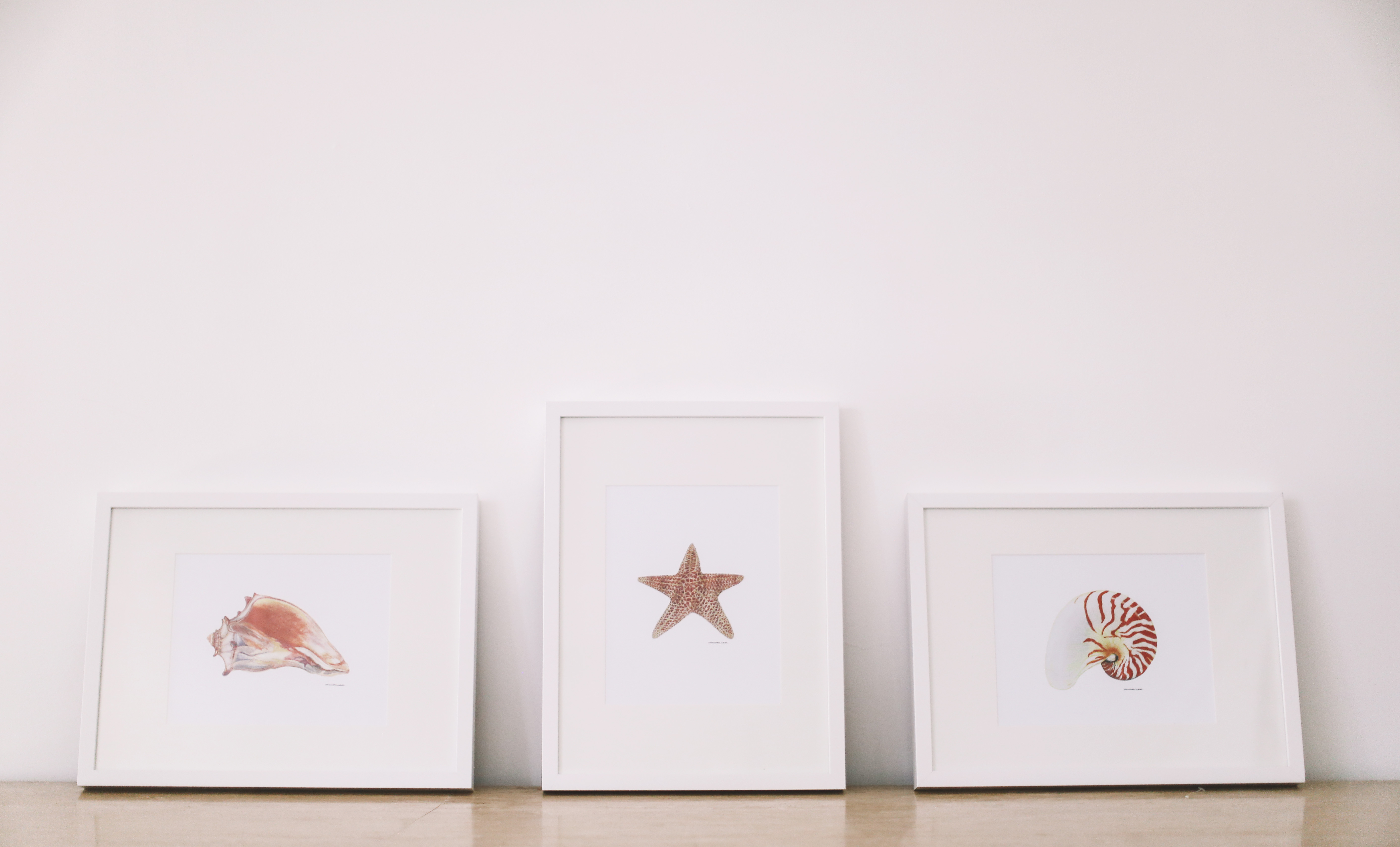 Wall Prints of Shell Collection