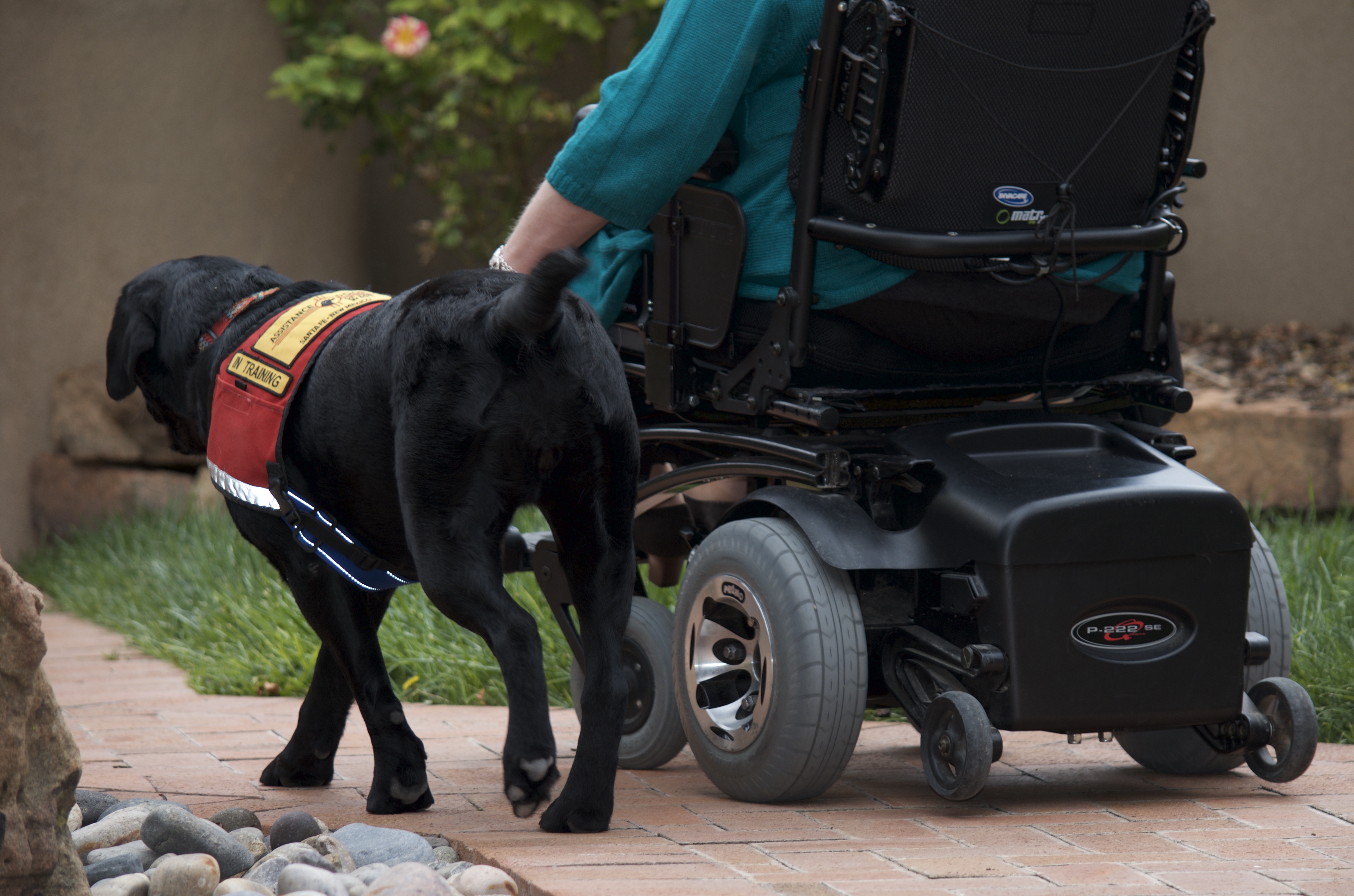 Service Dog Lovey, trained by Assistance Dogs of the West.
