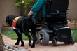 Service Dog Lovey walks alongside her human partner who is in a wheelchair