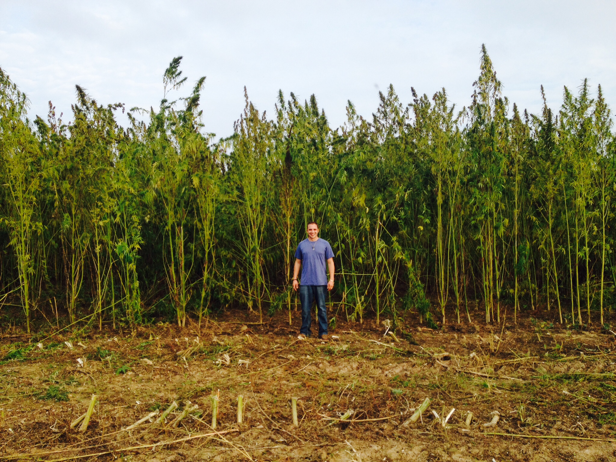 Bluebird's founder and CEO, Brandon Beatty, measuring up against their enormous hemp crops.