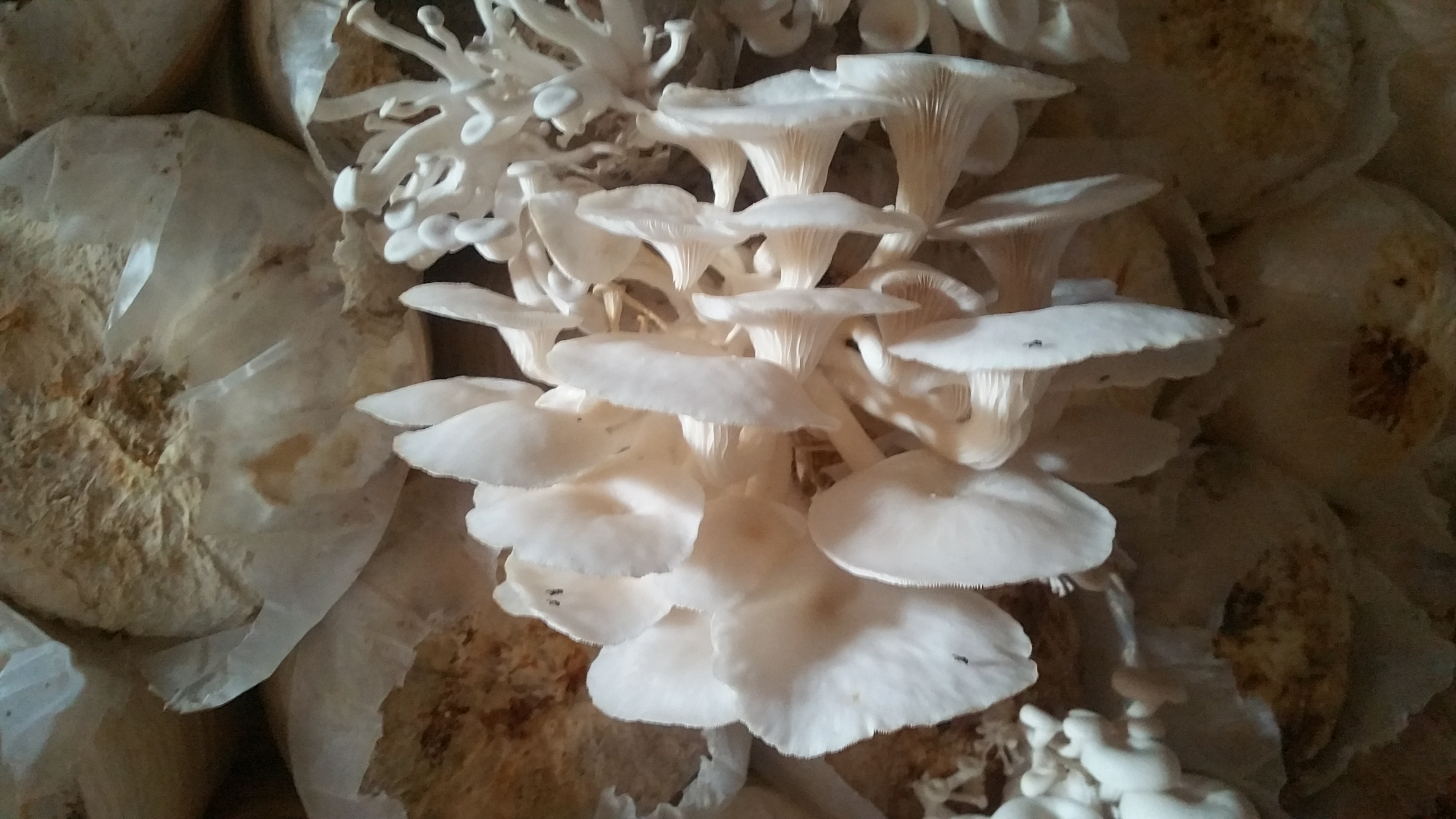 Oyster mushrooms growing in  composted sawdust bags