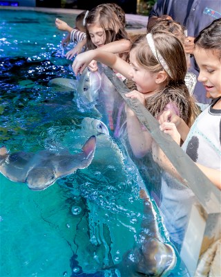 Interact and Feed the Stingrays