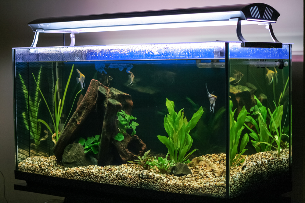 It removes the water in the tank while reading its temperature and then replenishes the water at the proper temperature.