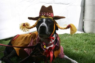 Dog Costume Contestant