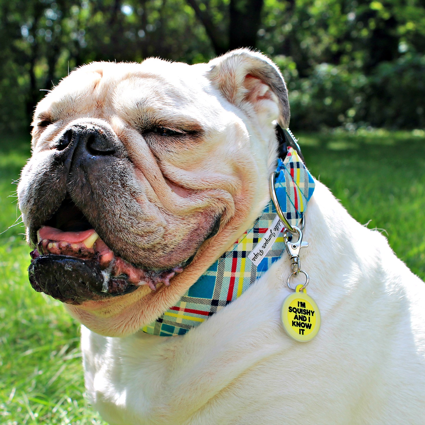 Moose looking sharp modeling his Bad Tag dog ID tag.