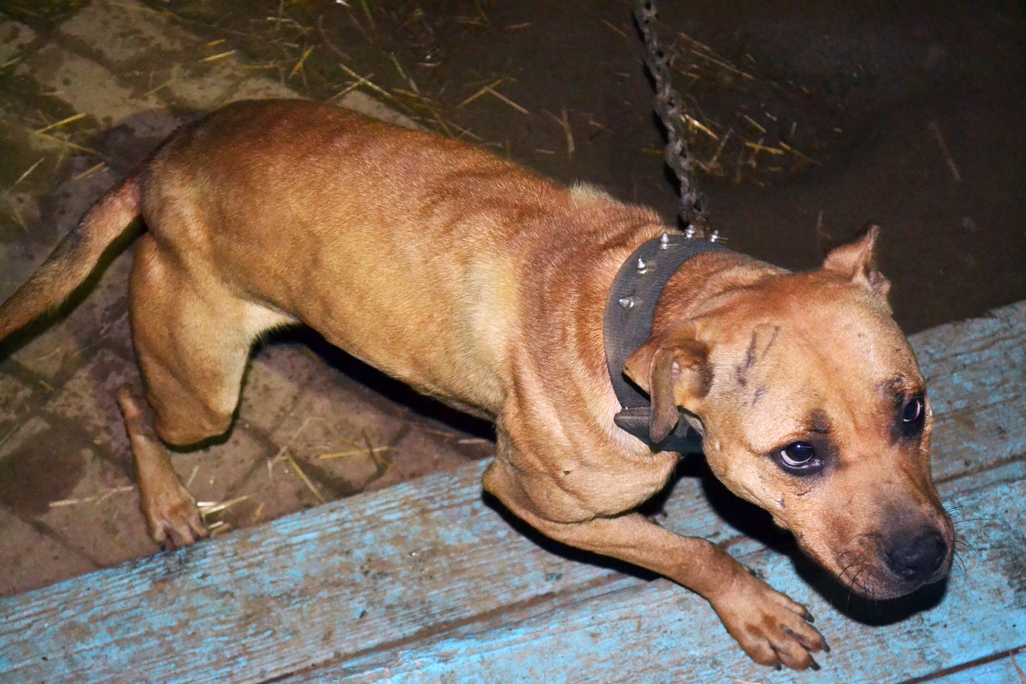 One of the Christmas Dogs Arriving At Our Shelter