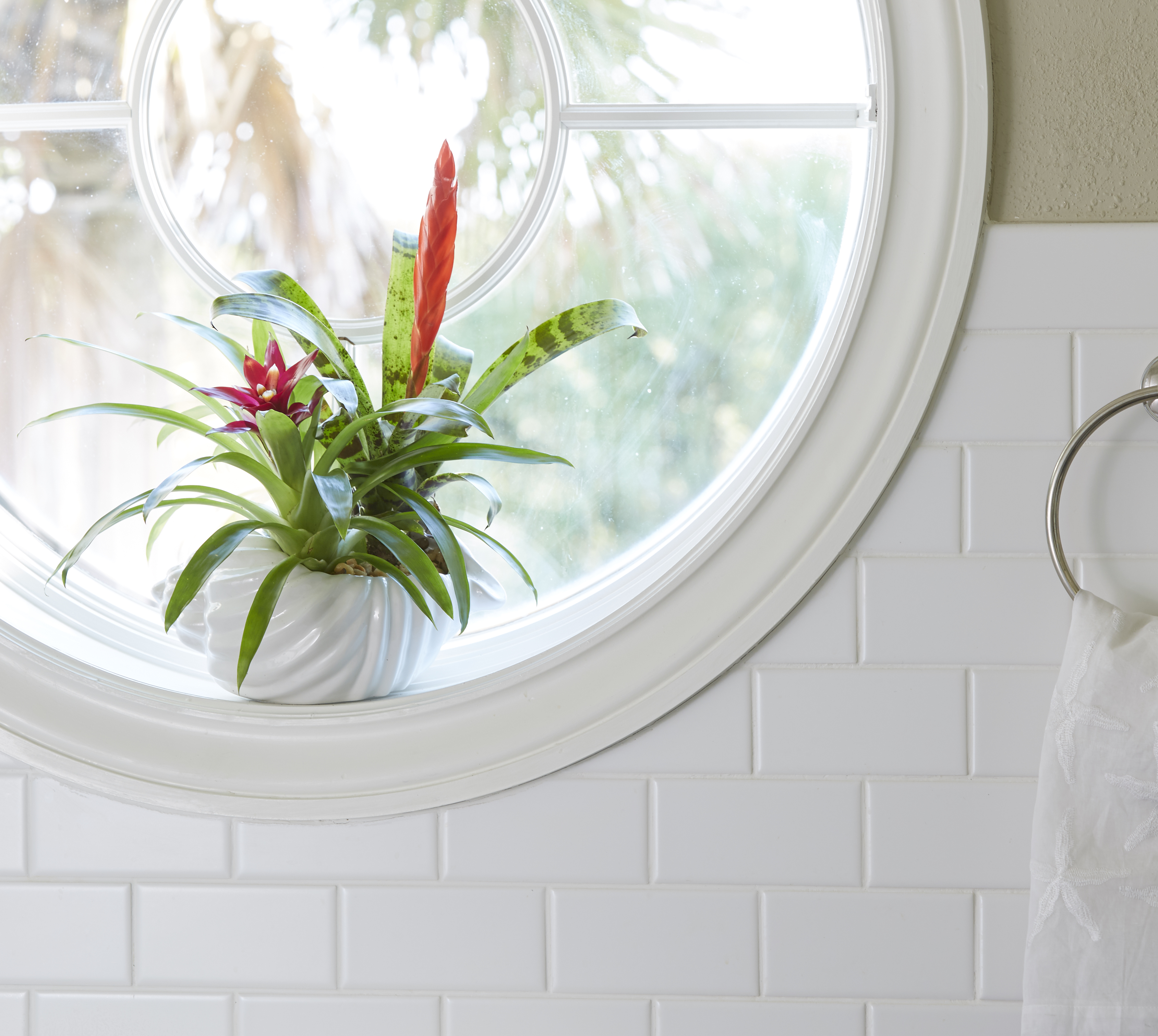 Common houseplants such as bromeliads, dracaenas, and spider plants efficiently absorb the harmful compounds frequently found in homes and offices, produced by such products as cleaning supplies, pain