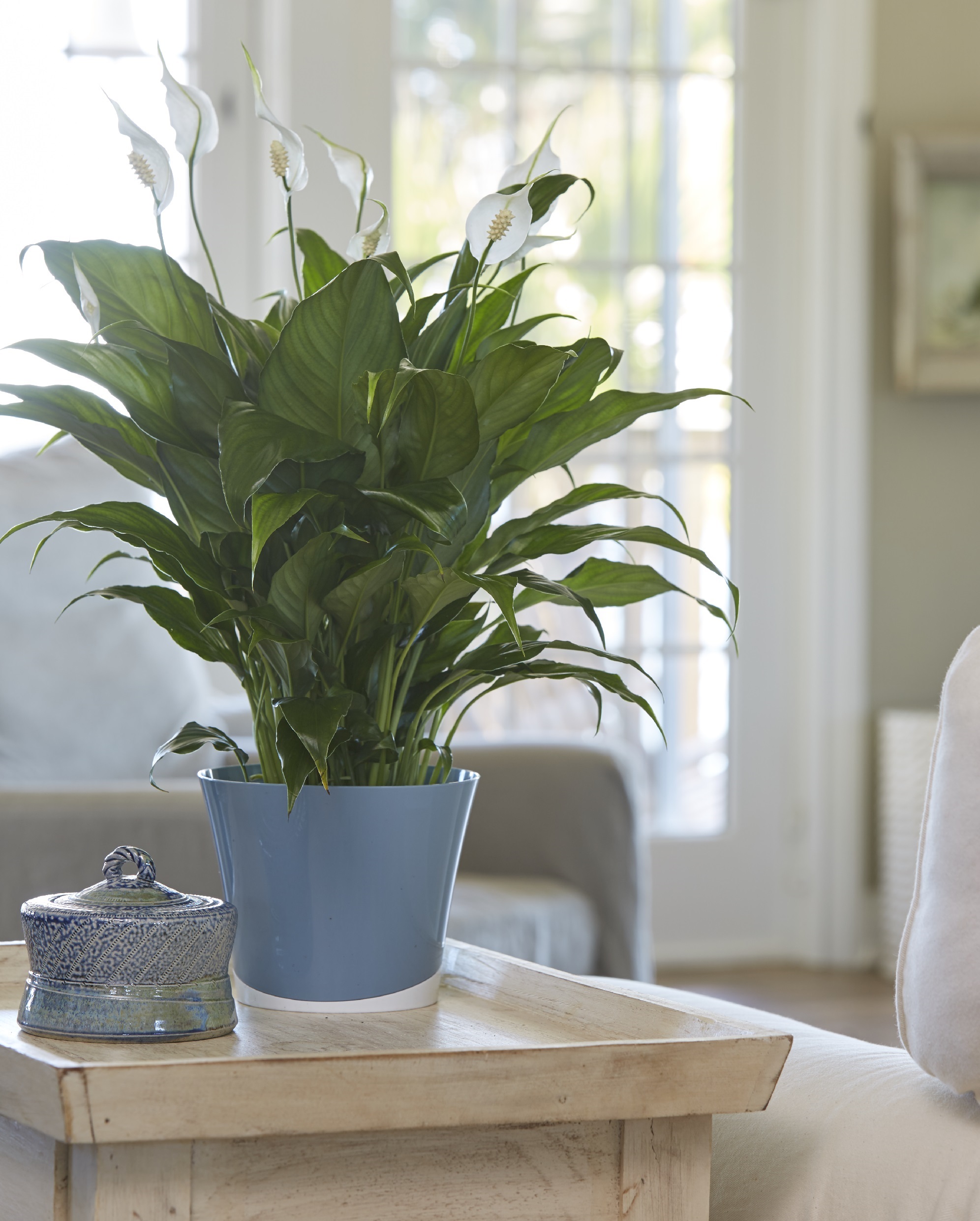 To bring attention to the new research and many health benefits of indoor plants, Costa Farms celebrates National Indoor Plant Week the third week of September.