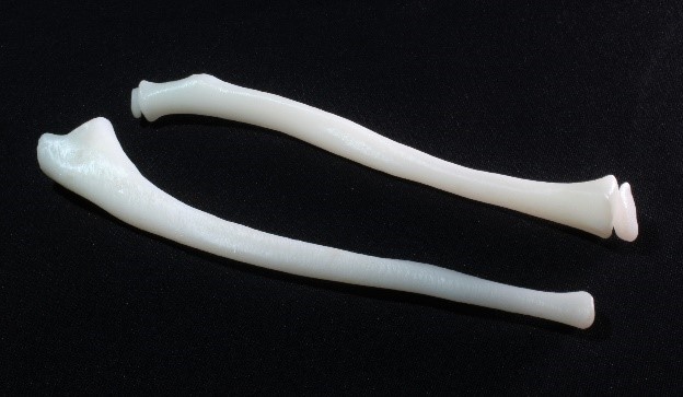 Photograph of the 3D printed radius and ulna