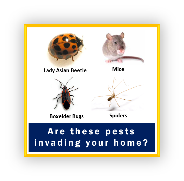 Fall into a Pest Proofing Routine