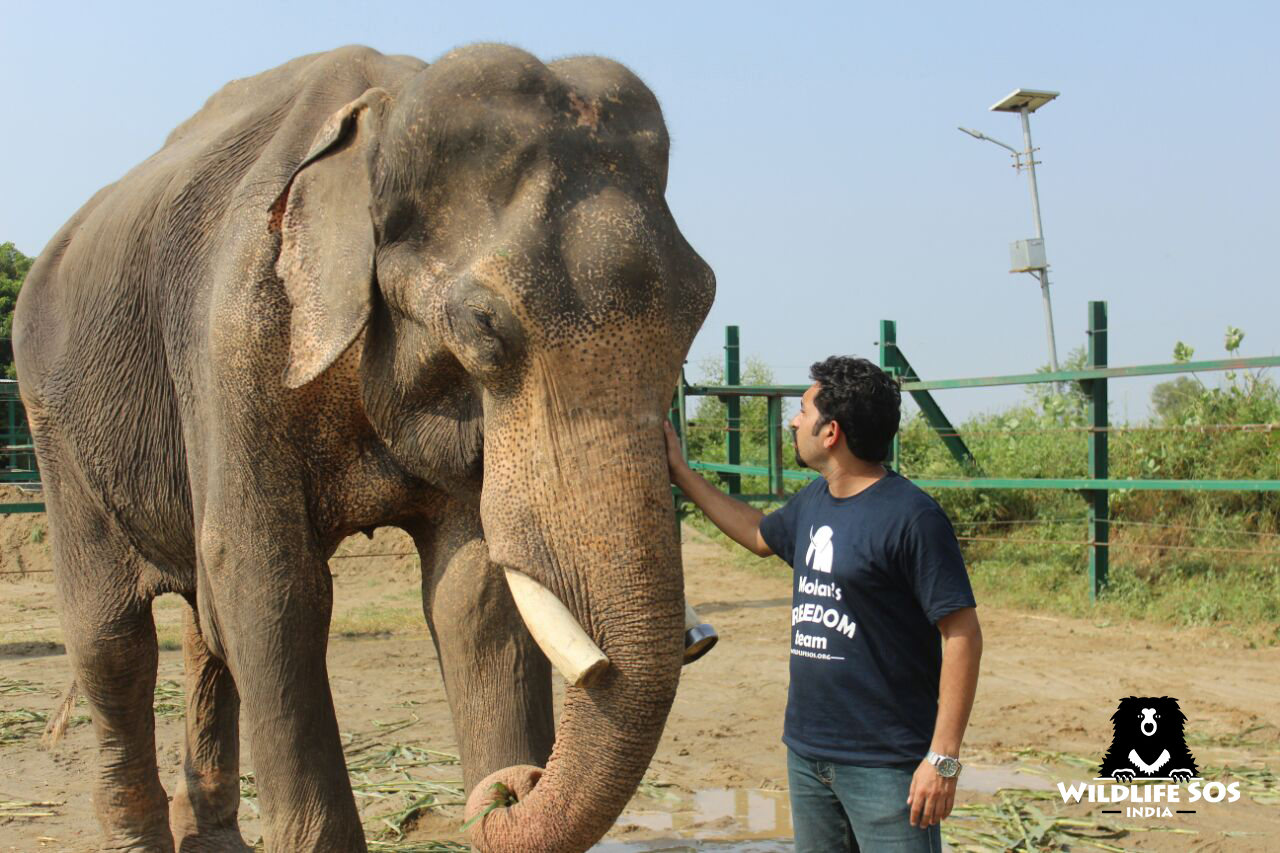 Mohan the elephant is greeted by Wildlife SOS senior veterinarian Dr. Yaduraj Khadpekar, after arriving at the group's rescue facility.