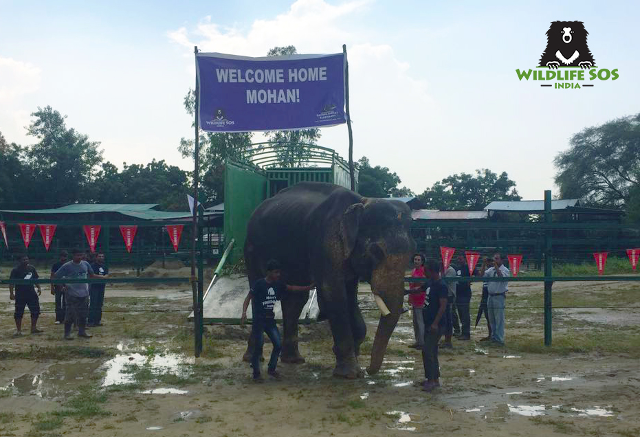 Mohan the elephant is welcomed to the Wildlife SOS sanctuary after a two-year battle to rescue him from an abusive owner.