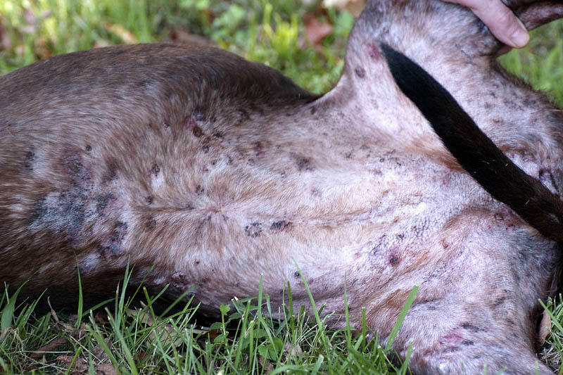 Pit bull with Morgellons lesions