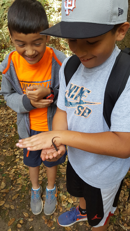 Salamander study at Camp Monte Toyon