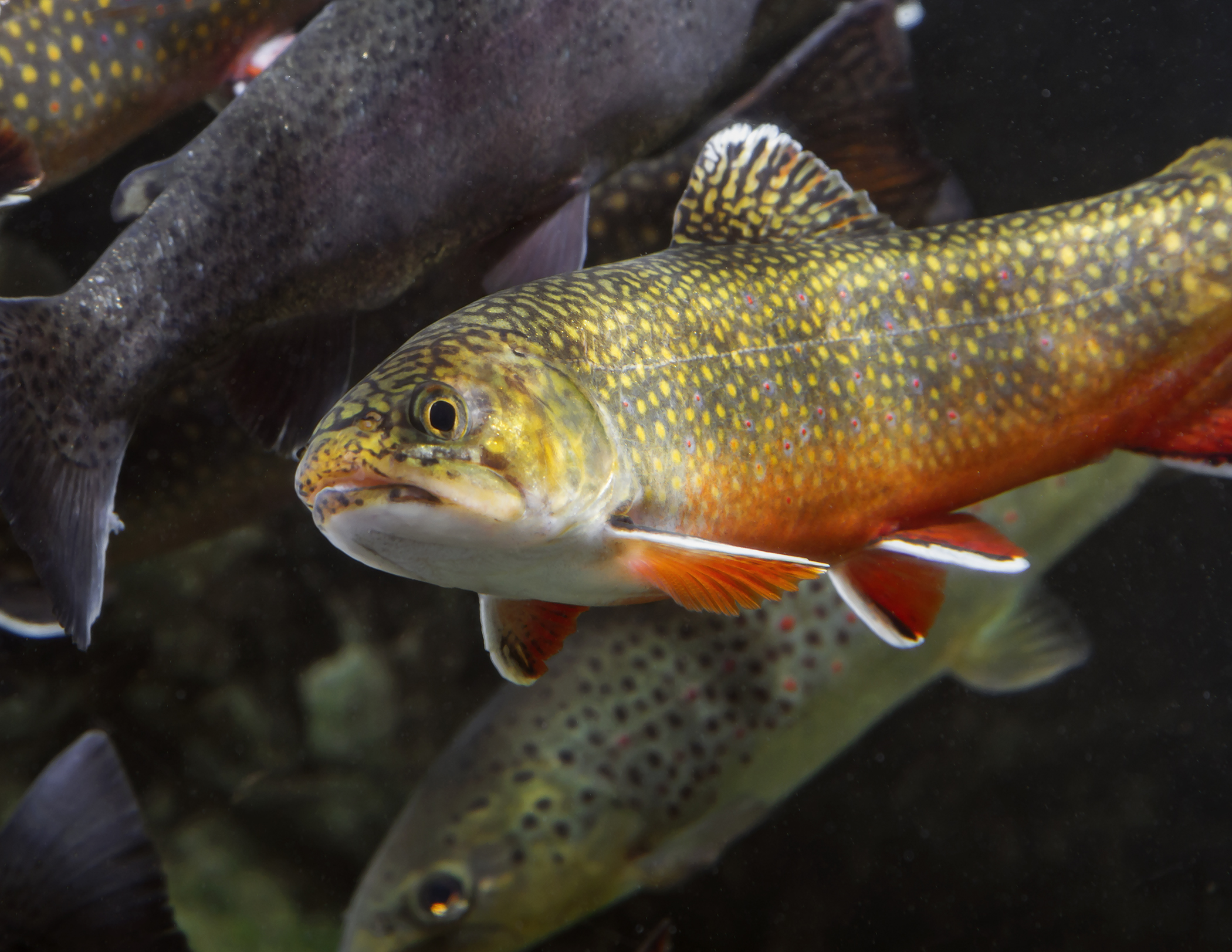 A Southern Appalachian Brook Trout credit Todd Stailey TN Aquarium