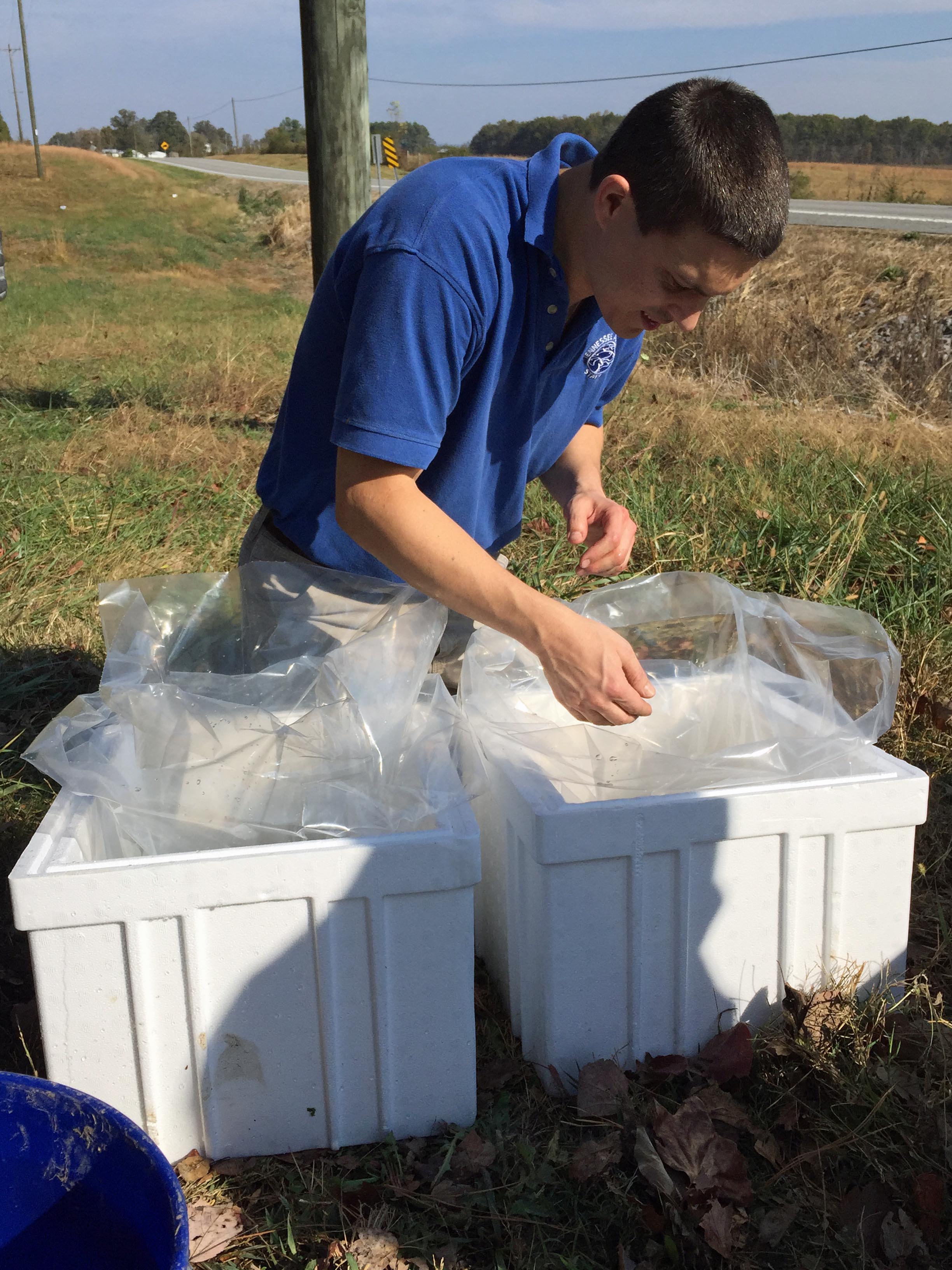 Matt Hamilton, the Tennessee Aquarium’s assistant curator of fishes, prepares containers holding 64 rescued Barrens Topminnows for transport to Chattanooga.