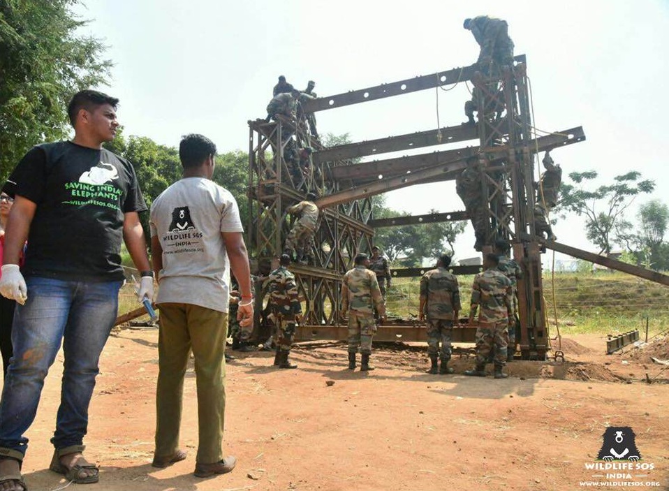 Members of the Indian Army construct a support structure for an injured wild bull elephant named Sidda.