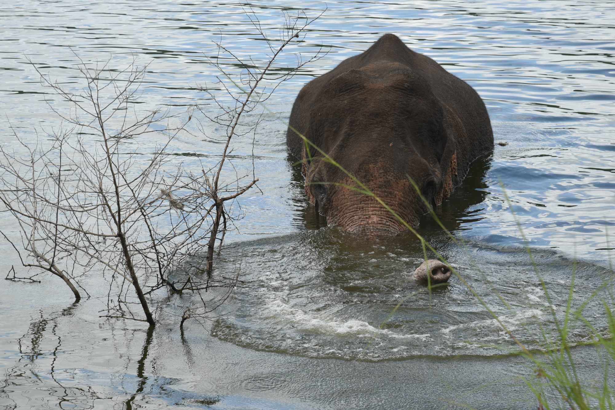 A severely injured wild elephant named Sidda took to the waters of a dam in Karnataka, India, for relief. Sidda had to be coaxed from the water for vital medical care.