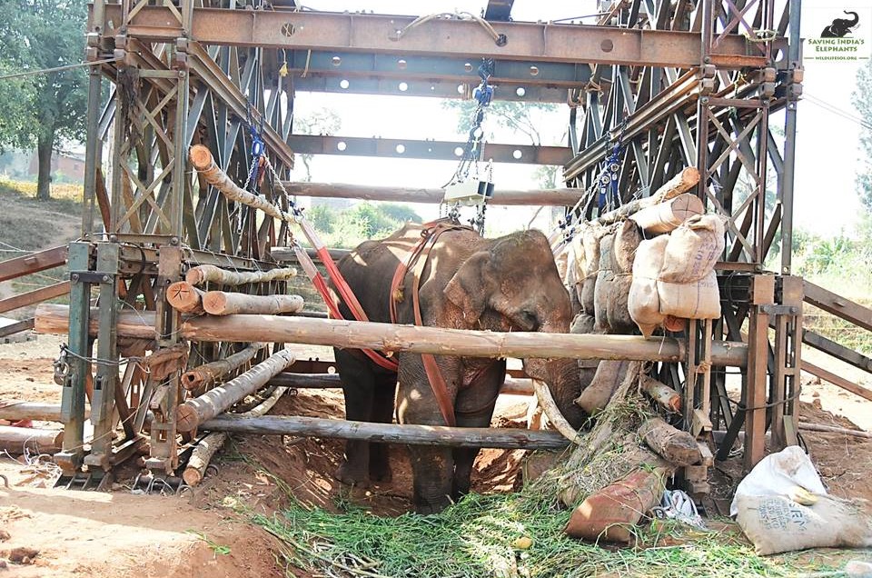 After weeks lying on the ground with a broken leg and fractured forelimb, Sidda the elephant is hoisted into position in a support structure created for him by the Indian military.