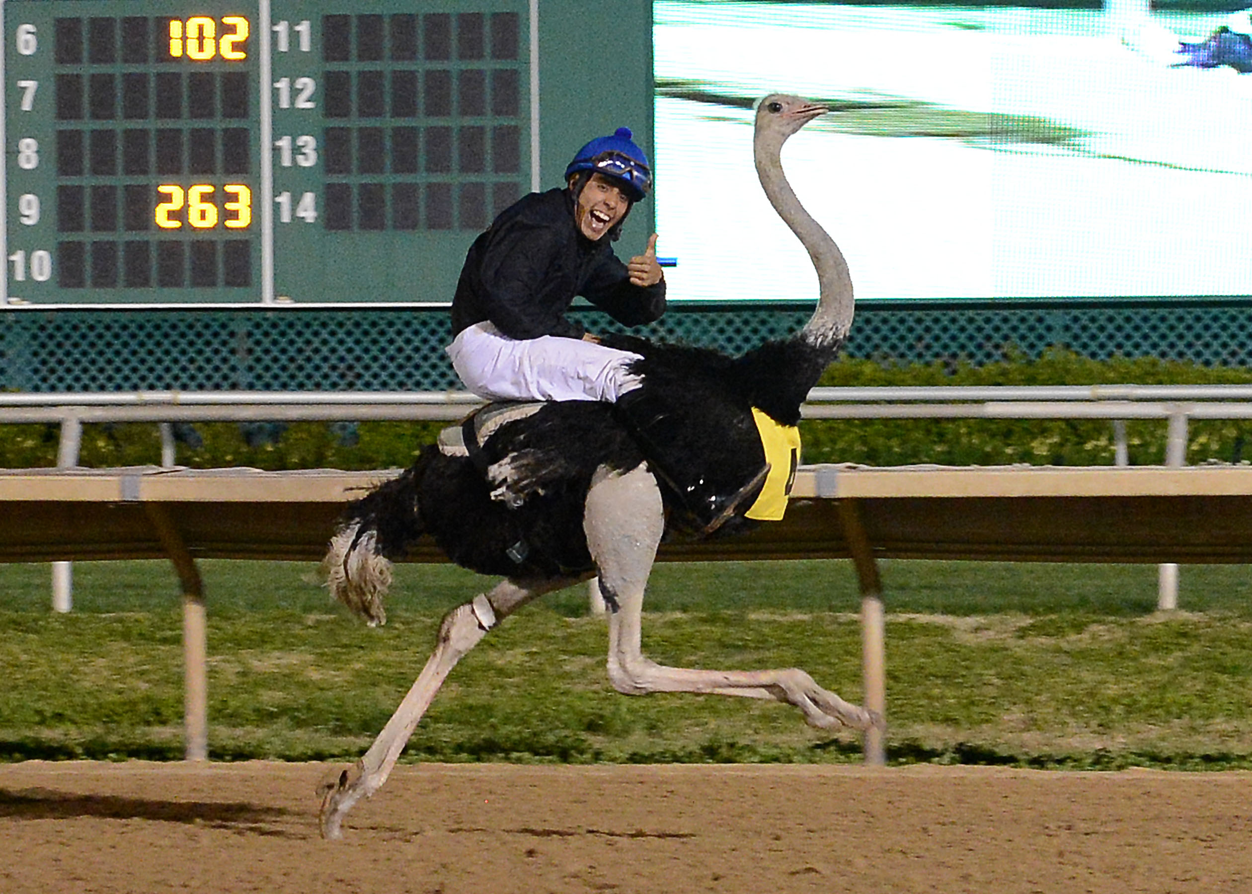 Ostrich Races