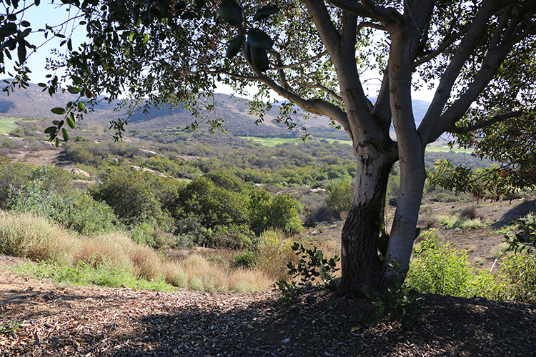 Expansive view of canyon and golf course