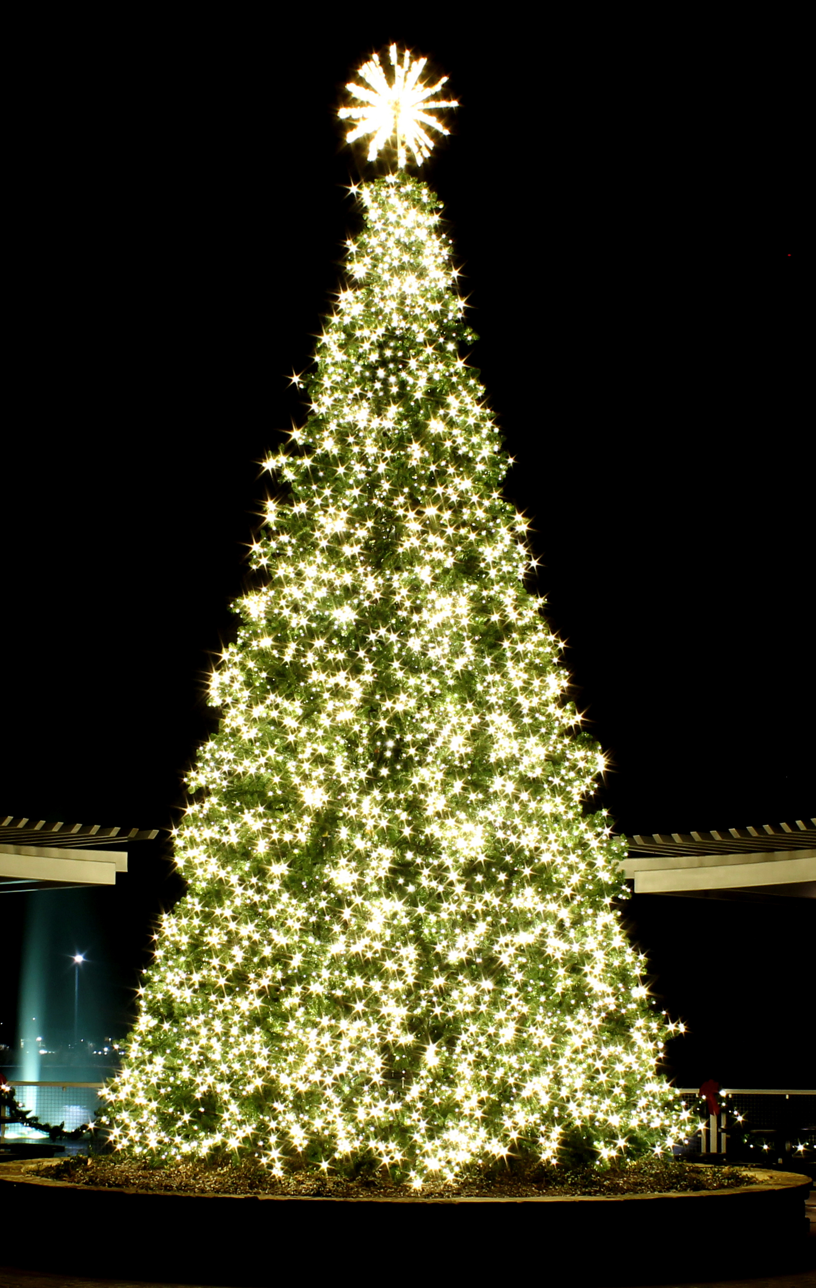 A 19-foot Christmas Tree will be at the head of the Wharf.