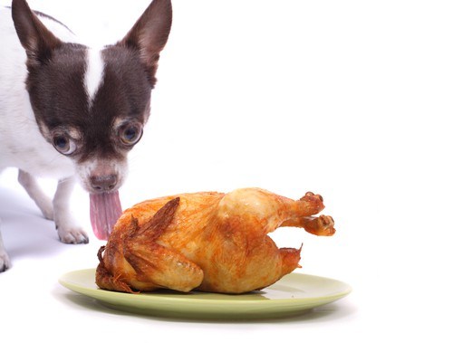 Dog Thanksgiving Dinner