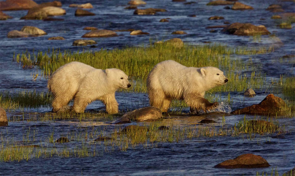 Polar bear cubs in river at Nanuk Polar Bear Lodge.