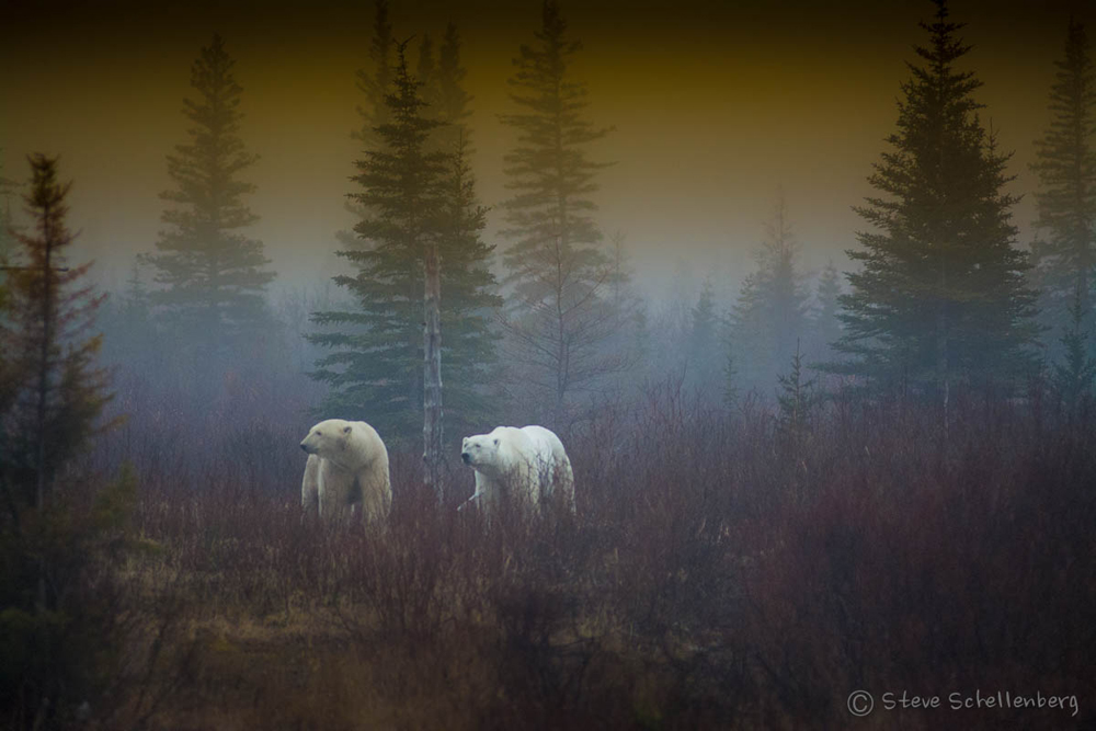 Polar bears in the fog at Nanuk Polar Bear Lodge. Steve Schellenberg photo.