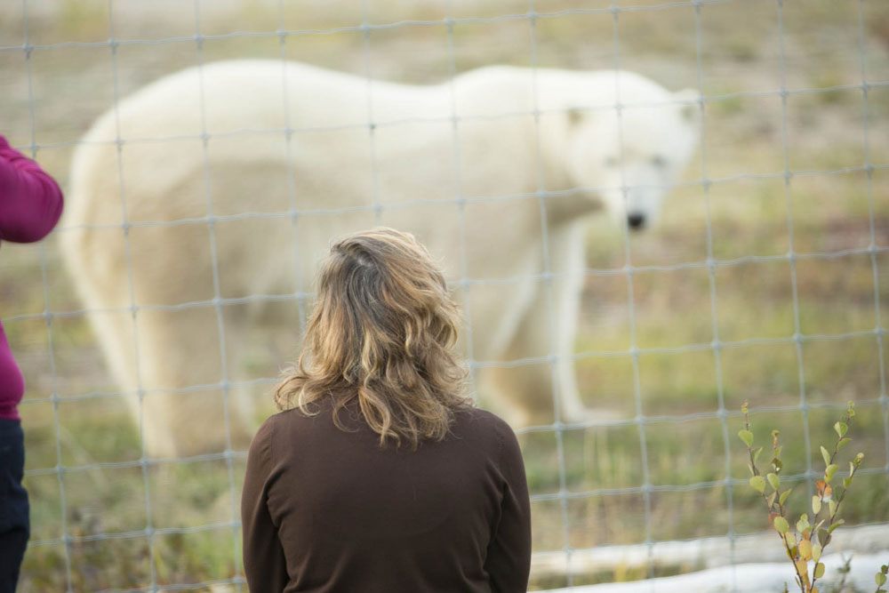 The Lady and the Polar Bear. Nanuk Polar Bear Lodge.
