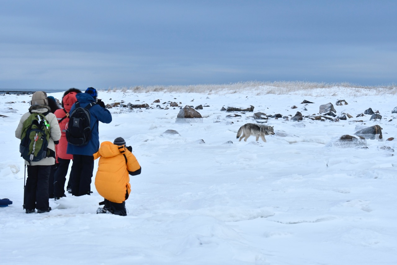 Guests photographing wolf at Seal River Heritage Lodge. Ian Johnson photo.