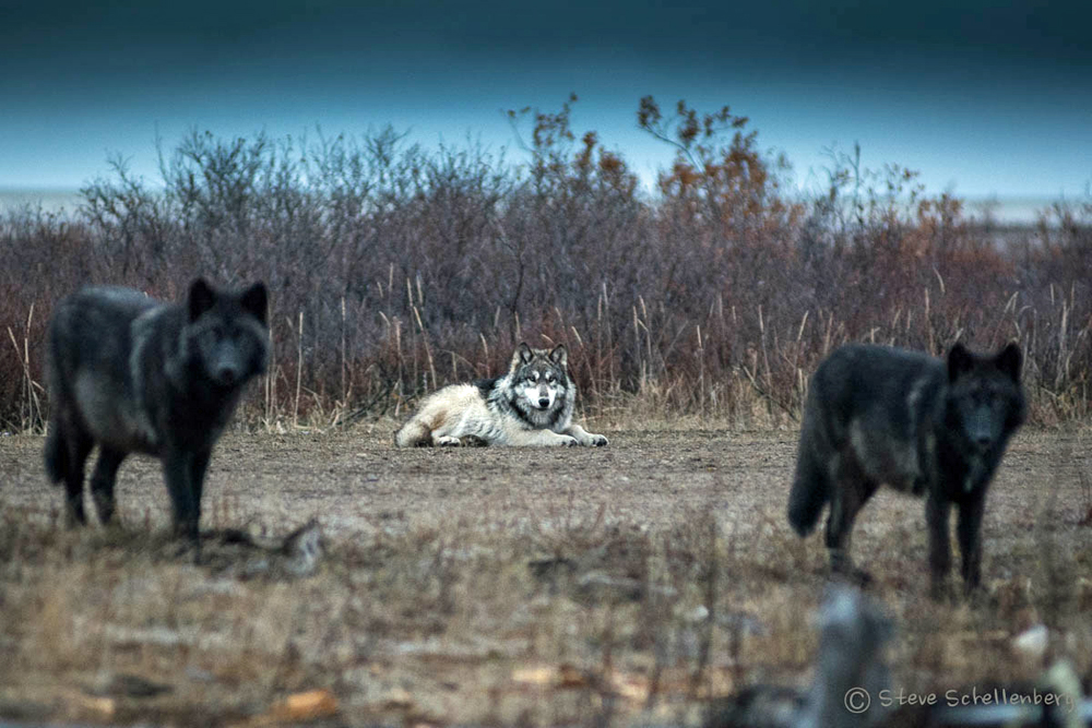 Wolves at Nanuk Polar Bear Lodge. Steve Schellenberg photo.