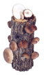 Shiitake Mama Log Kit, a 10" log with instructions and recipes and guaranteed to grow. $33, including s&h
