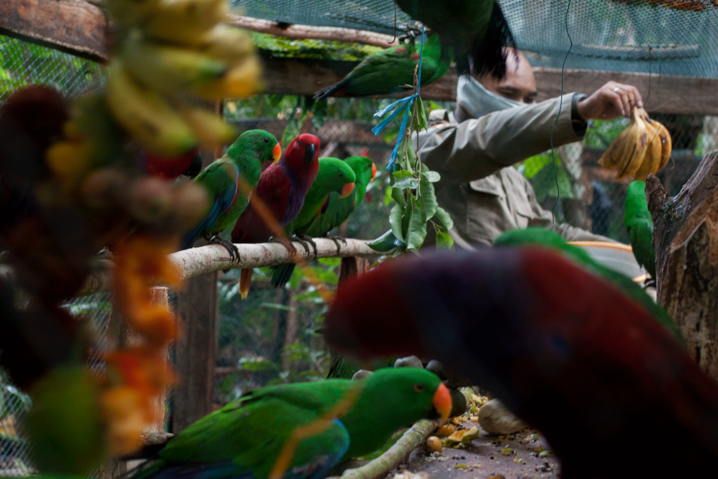 Team adding food and enrichment for Eclectus parrots