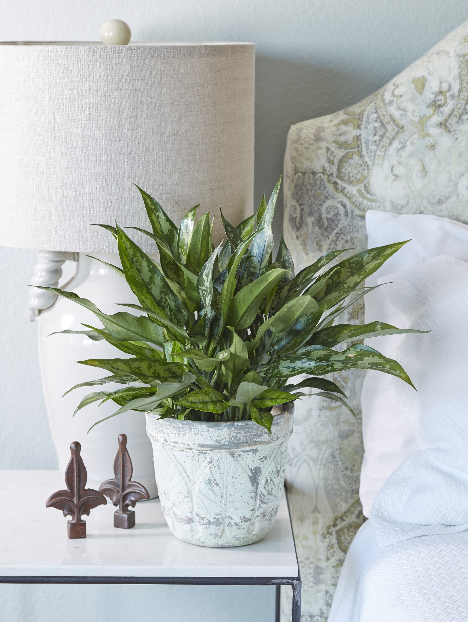 The striking striped leaves and occasional flowers of Chinese Evergreen make it one of the most attractive plants available for interiors.