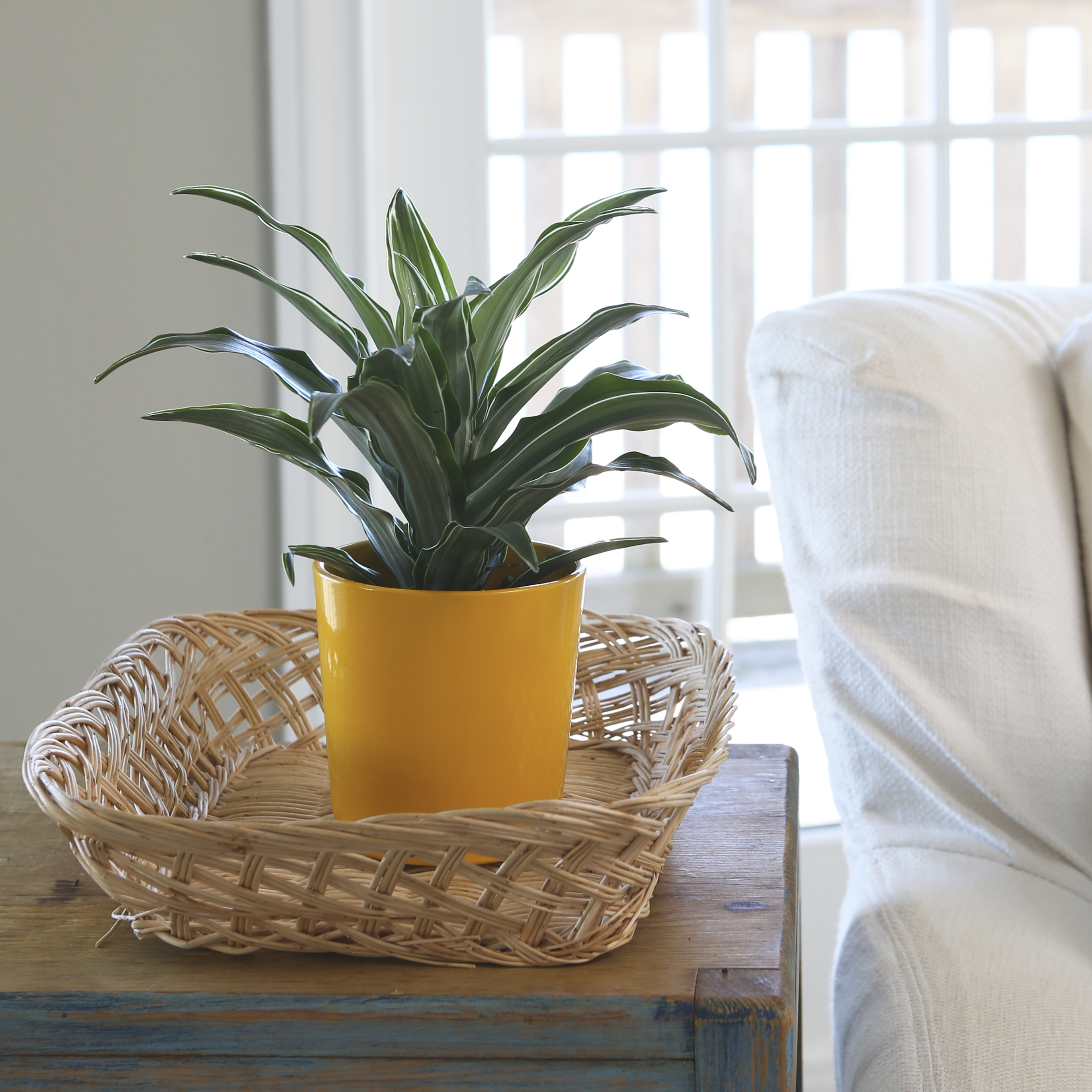 One of the most common and easiest to grow plants, dracaenas are the perfect addition to desks and table tops.