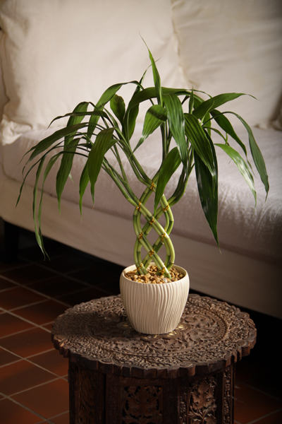 Find lucky bamboo in an almost endless variety of arrangements, including heart shapes, twists, curls and more.