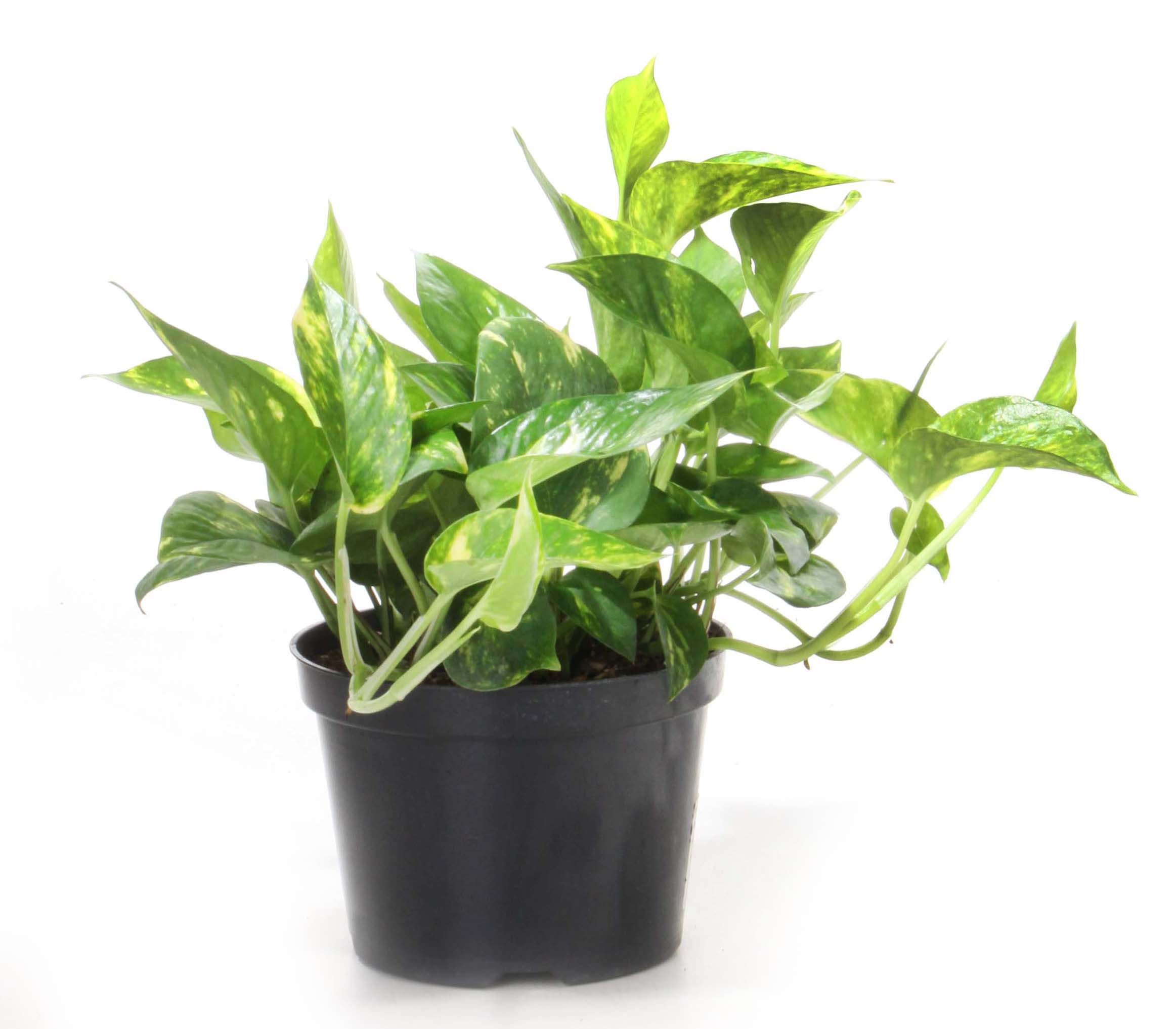 Easy-care and elegant, pothos is a vine you can grow in trailing form from hanging baskets, climbing up an indoor trellis, or growing horizontally along a mantle.