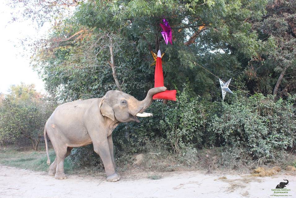 Mohan, once called the "world's unluckiest elephant" by Indian media, celebrates his first Christmas.