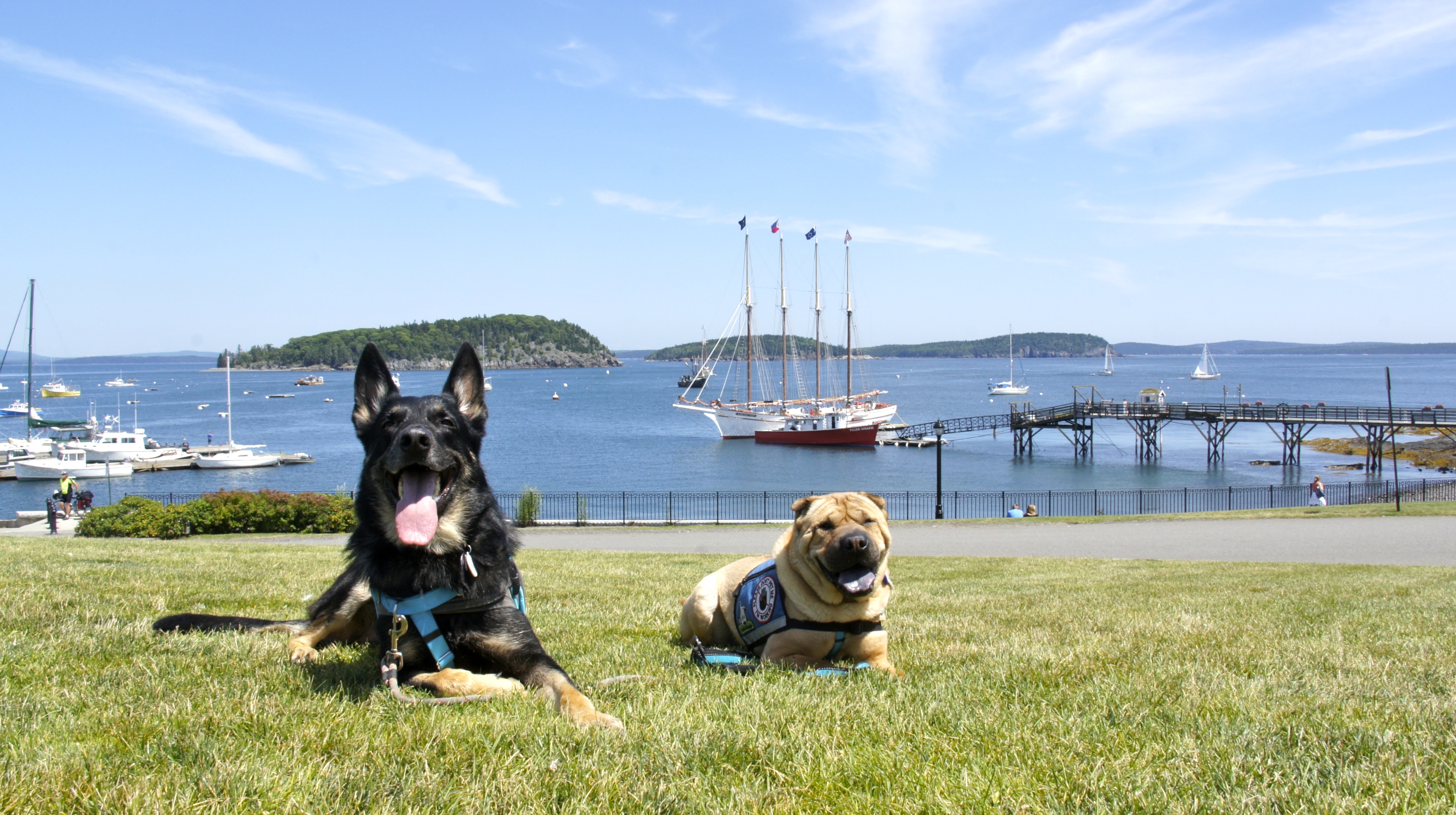 GoPetFriendly Ty and Buster in Maine