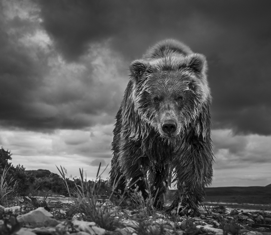 "Funnel Creek" by David Yarrow will also be included in the wildlife photography exhibition at the WRJ Design showroom starting Feb. 20, 2017 (© David Yarrow).